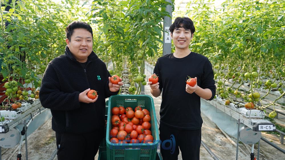당진 청년창업농 임대형 스마트팜에서 완숙토마토 첫 수확