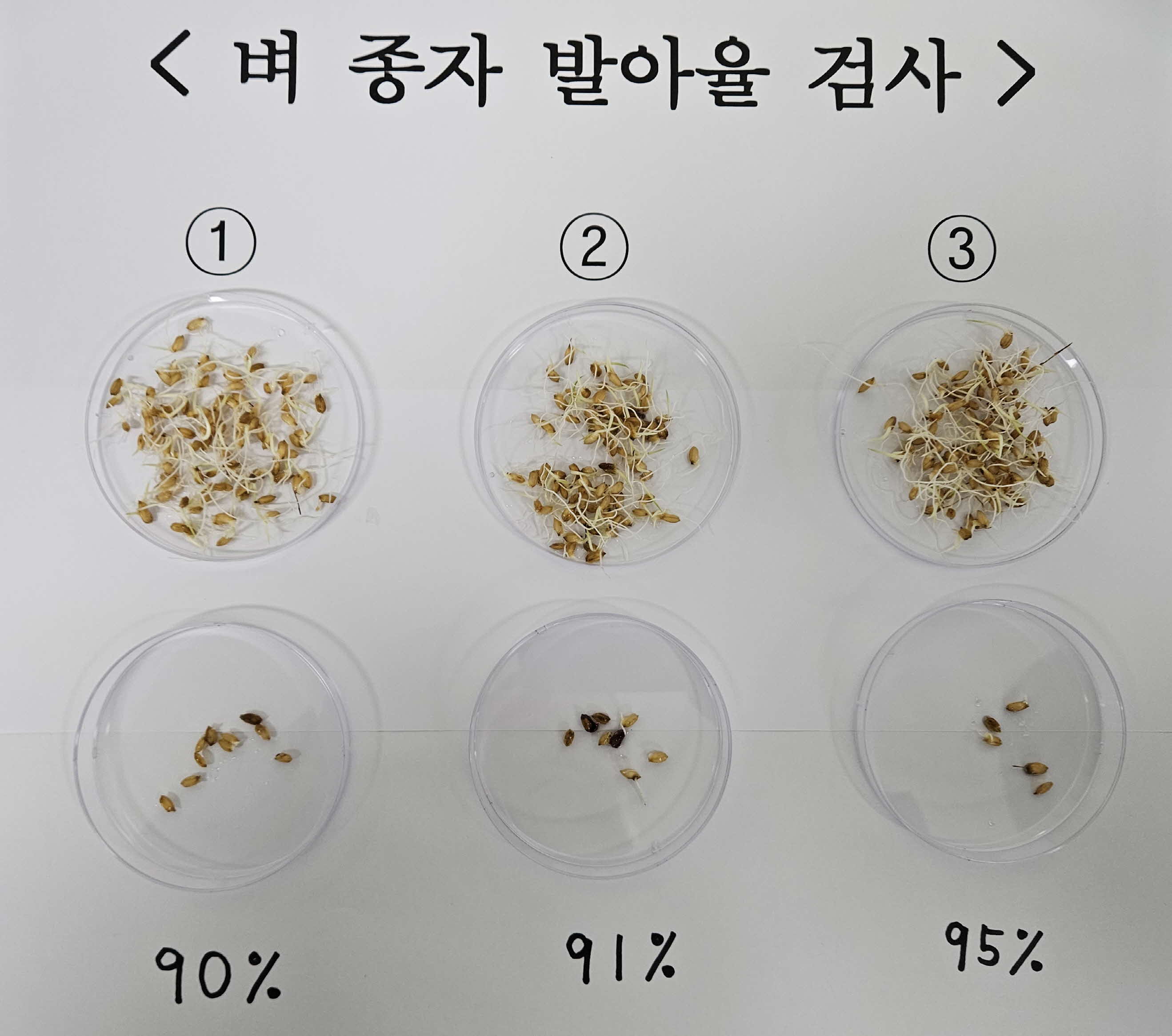 서천군, 벼 종자 발아율 검사로 우량종자 확보 총력