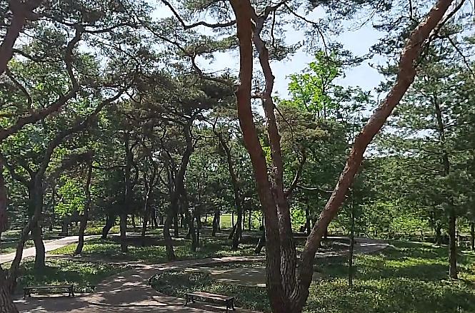 의성군, 마을숲 소나무재선충병 예방나무주사 실시