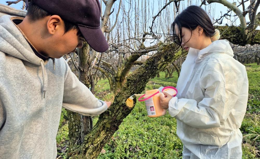 나주시, 과수화상병 예방 도포약제 배부