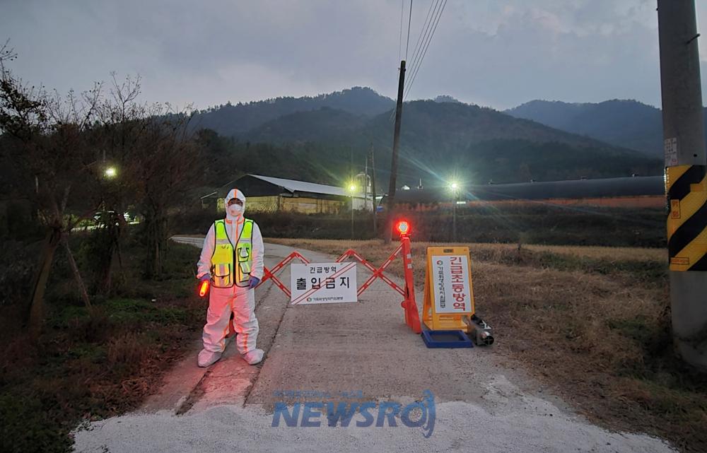 강진 육용오리농장서 조류인플루엔자 항원 검출, 전남도 긴급 방역