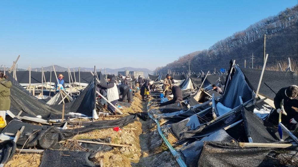 이천시 공무원들, 폭설 피해농가 복구 지원 나서