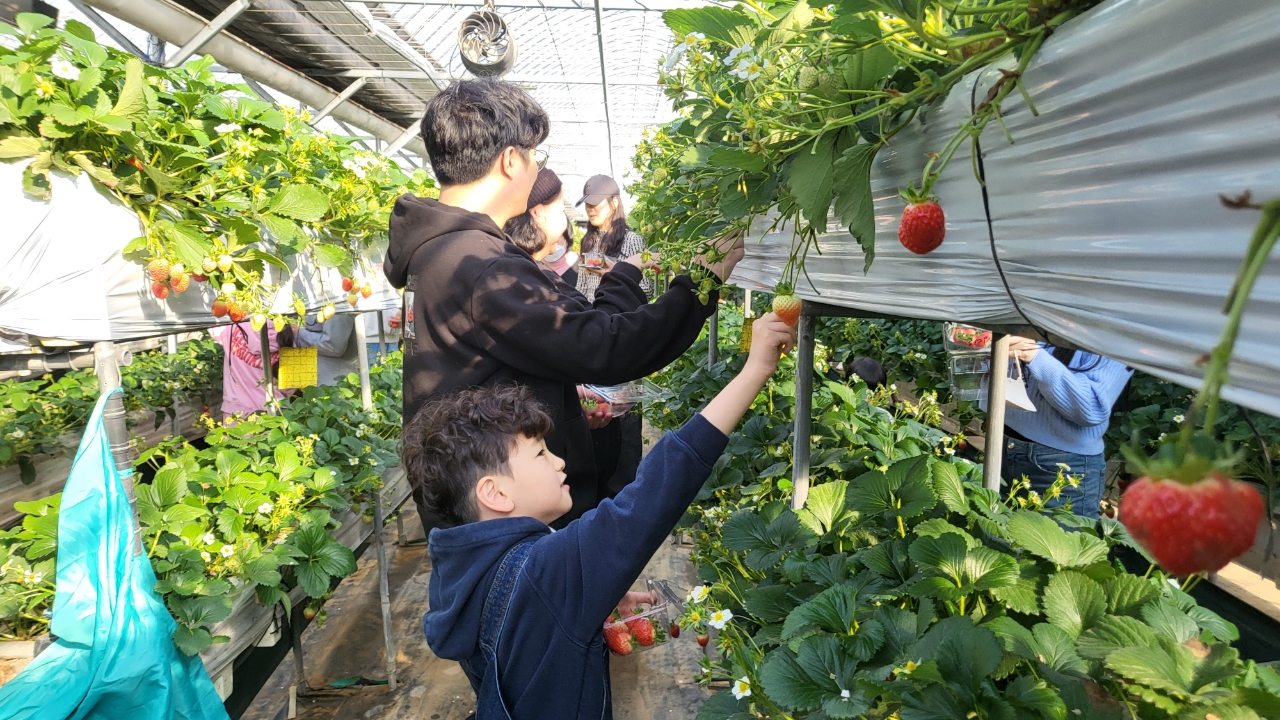 18일, 딸기 따기, 동물농장 먹이주기 체험 및 독립운동기념관 관람
