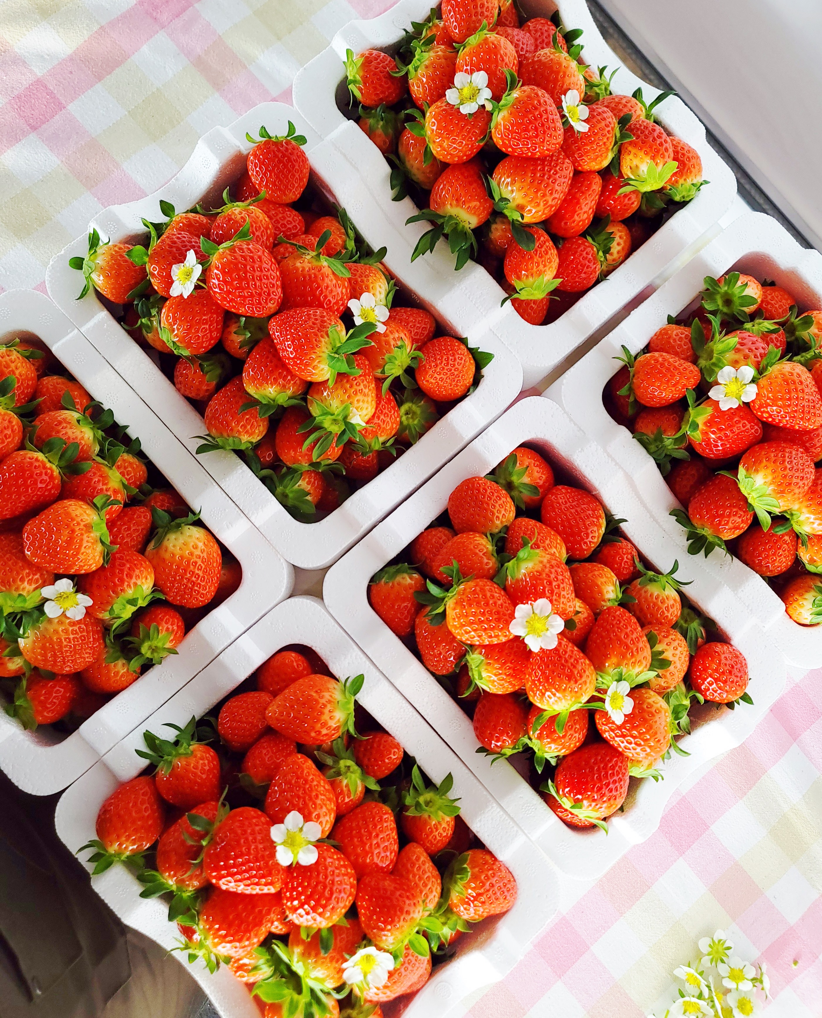 겨울 대표 과채류 딸기! 신선한 봉화 딸기 맛보세요!