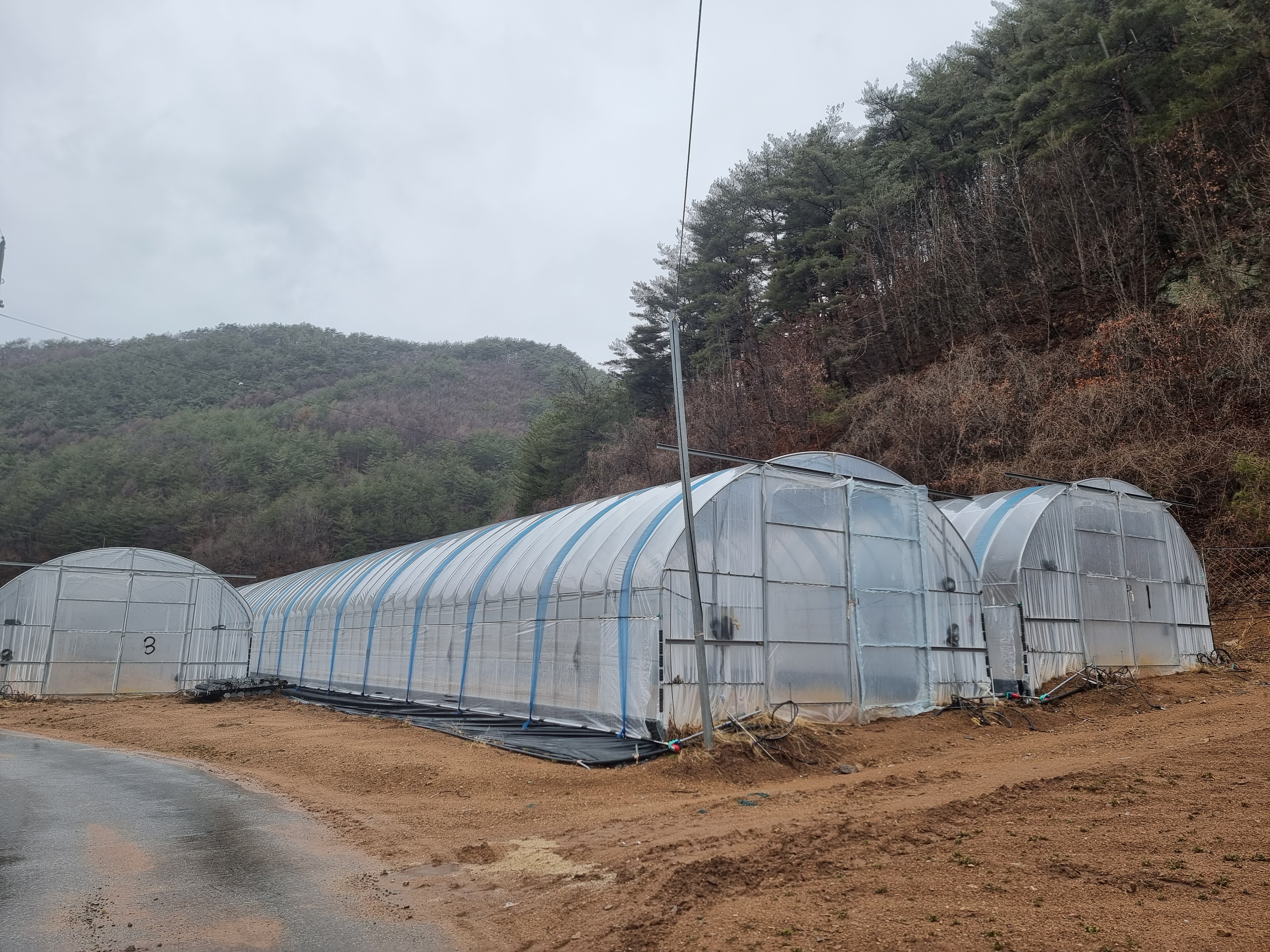 봉화군, 동절기 농작물·농업시설 피해 최소화 총력!