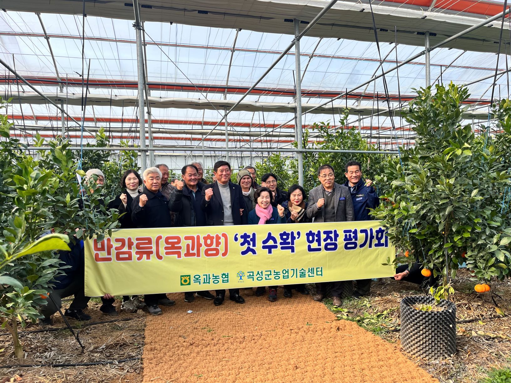 곡성군, 만감류(옥과향)‘첫 수확’ 현장 평가회 개최