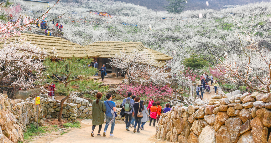 광양매화축제, ‘2025년 전라남도 대표축제’ 3년 연속 선정 쾌거