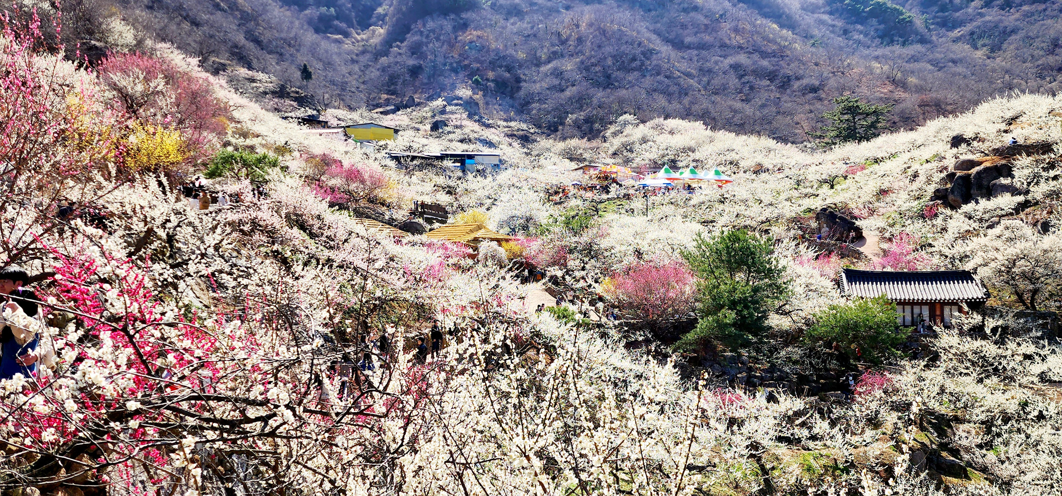 광양매화마을, ‘2025~2026년 한국관광 100선’ 선정 쾌거