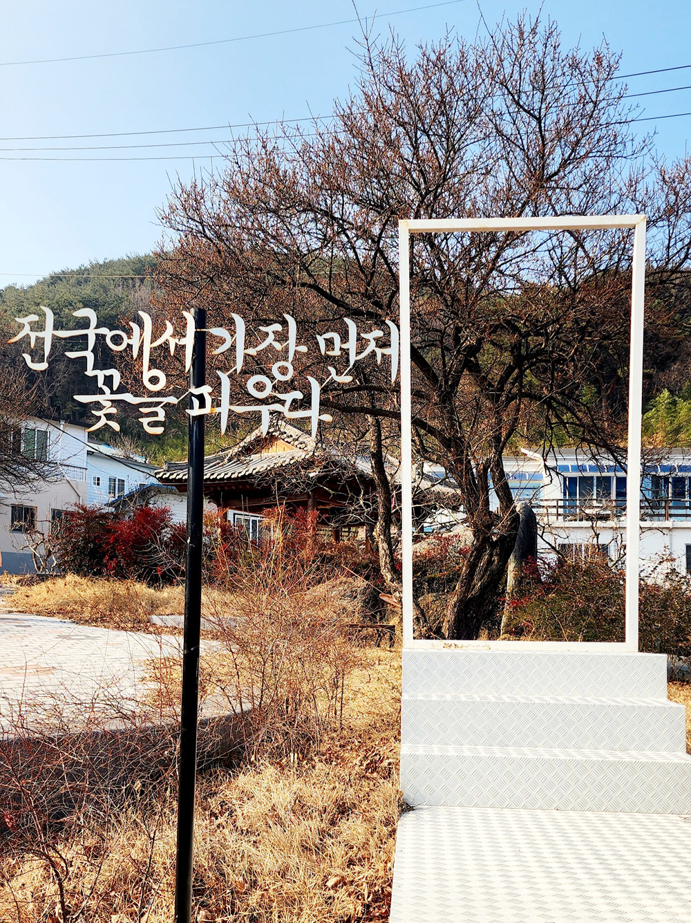 ‘전국에서 가장 먼저 피는 꽃’ 광양 다압면 소학정 매화, 귀한 꽃망울 ‘톡톡’