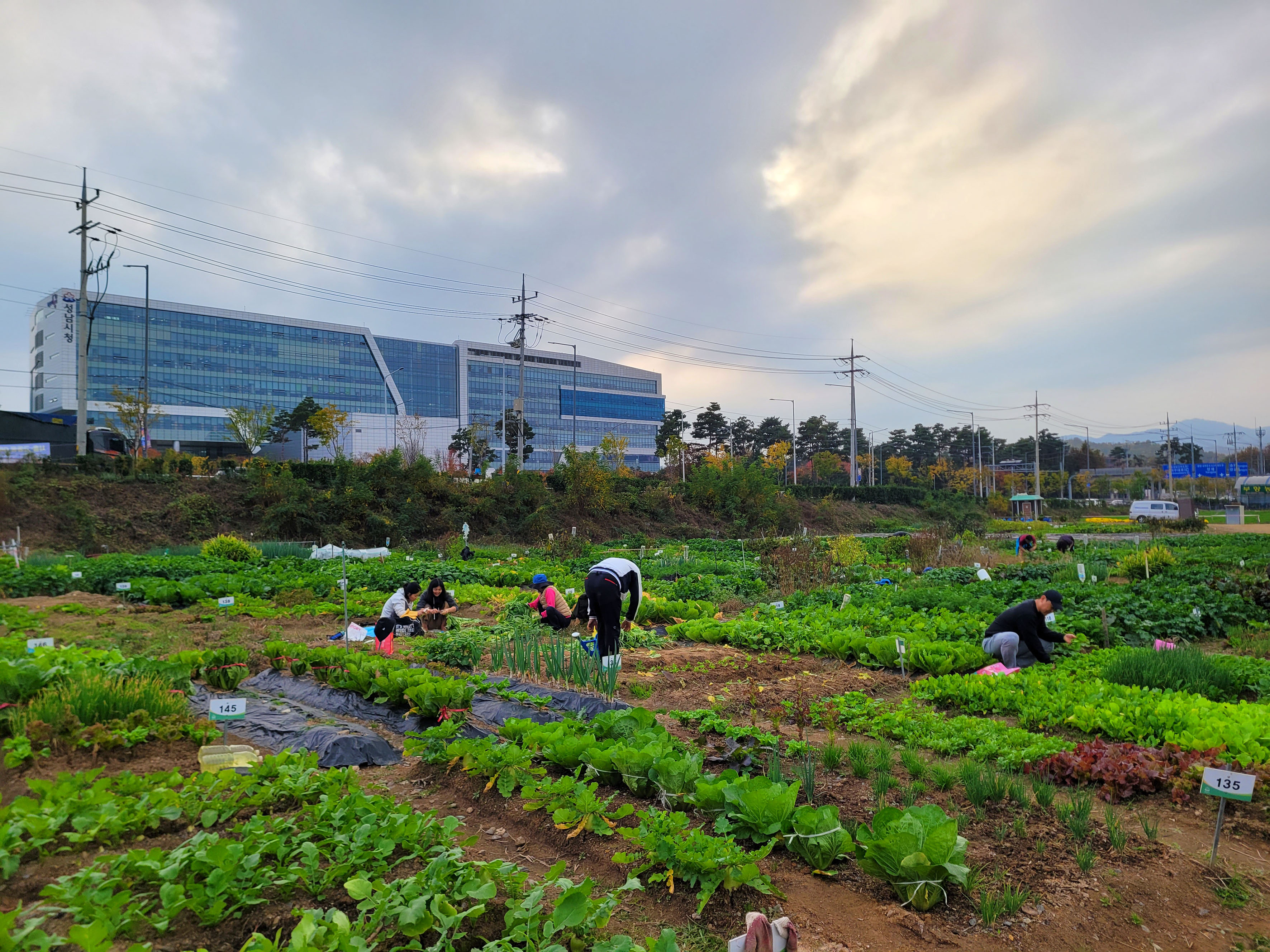 성남시 65세 이상 2090명에 시청 건너편 실버텃밭 무료 분양