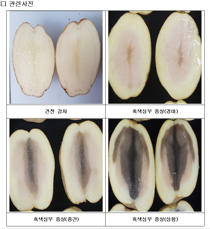 옥천군, 봄 재배용 씨감자‘흑색심부’증상에 주의 당부