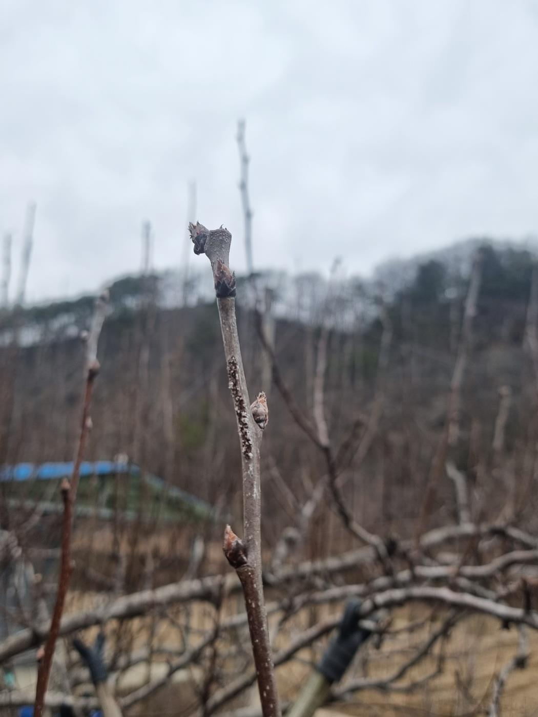 옥천군 과수 돌발해충 월동난 예찰 돌입