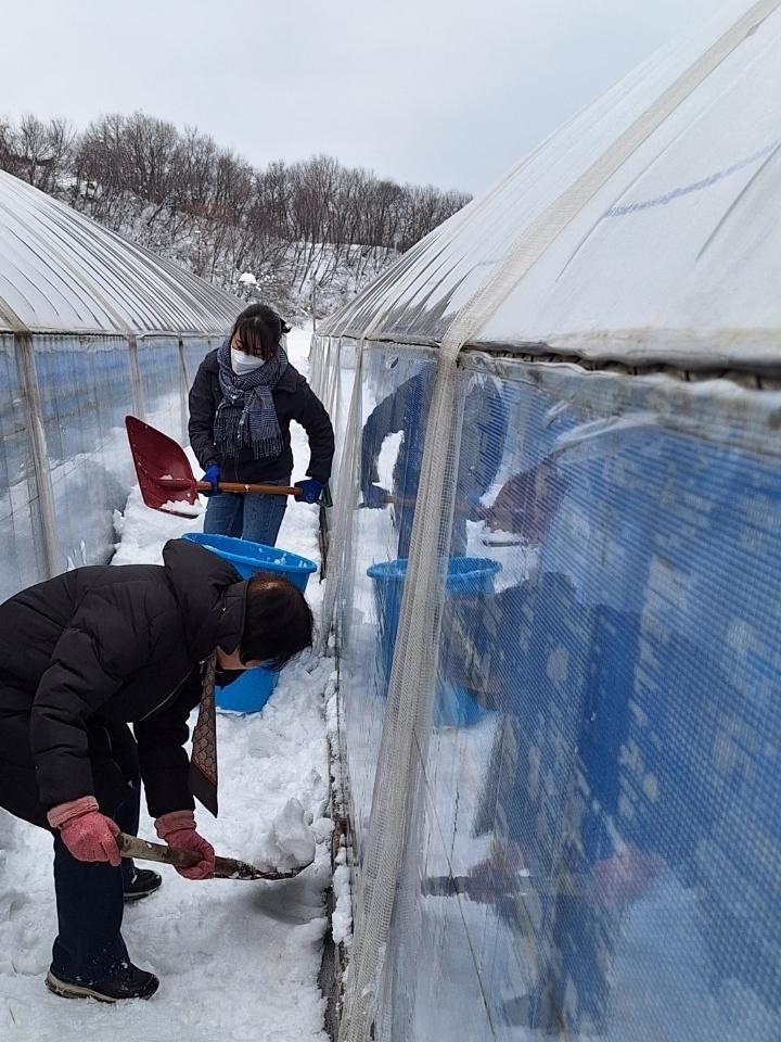 진안군 마령면, 대설 피해 농가 긴급 일손돕기 나서