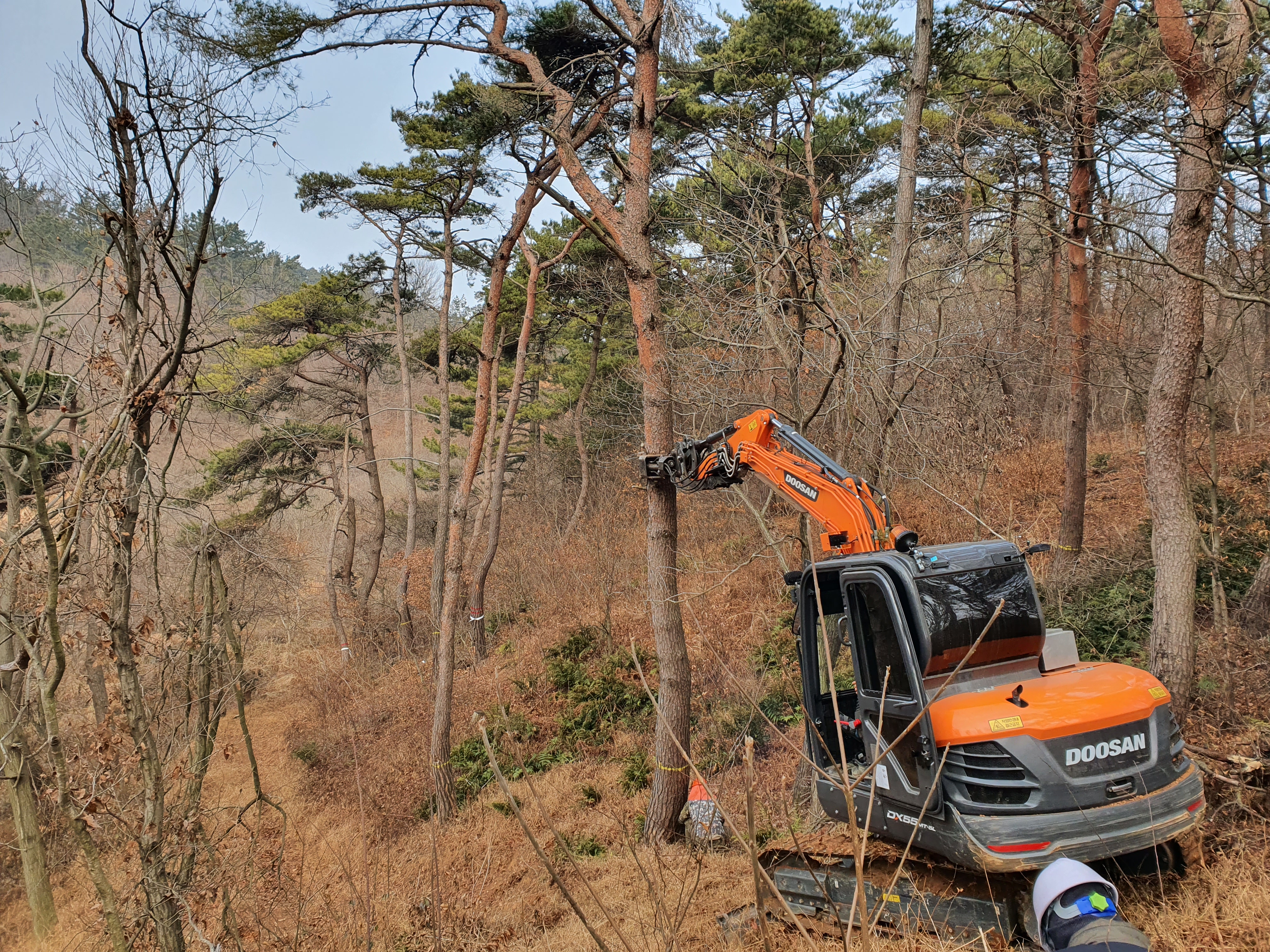 군산시, 수종전환 방제를 통한 소나무재선충병 총력 방제
