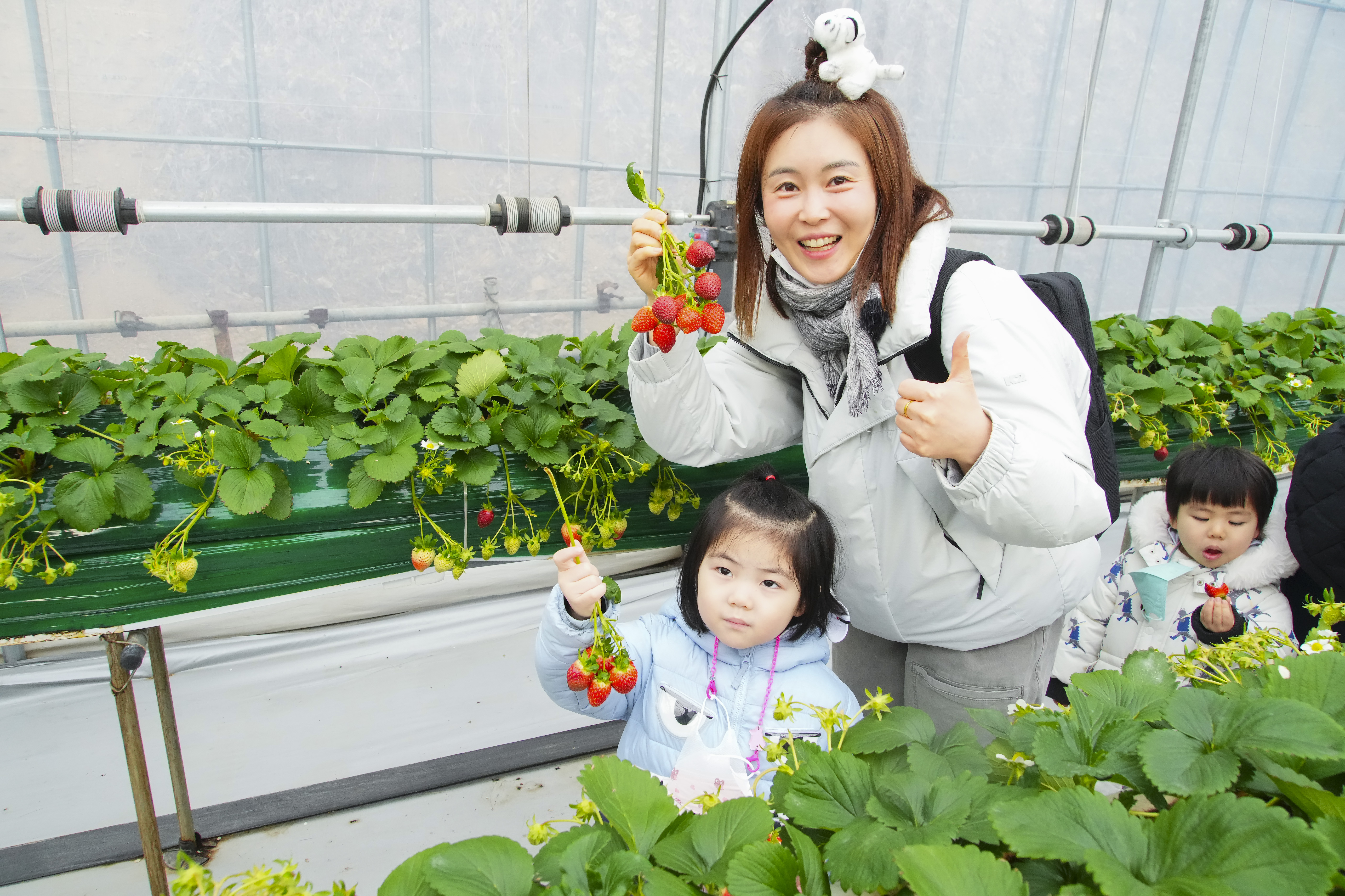 중랑의 꿈나무들, 도시 농부되다! 중랑구, 어린이 친환경텃밭 딸기체험 실시