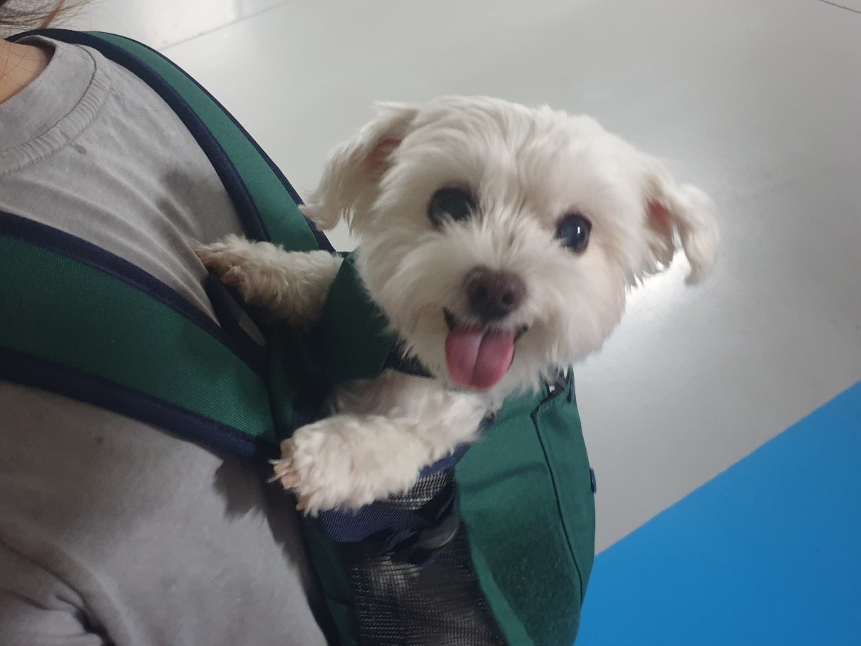 오래 집 비울 때 우리 강아지 어떡하지? 우리동네 펫위탁소에 맡기시개!