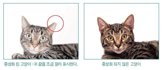 은평구, 오는 18일부터 길고양이 중성화 사업 추진