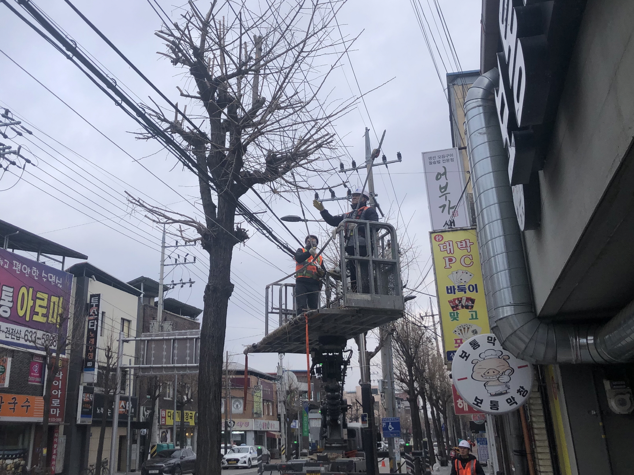 영주시, 쾌적한 가로 경관 위한 봄맞이 가로수 정비