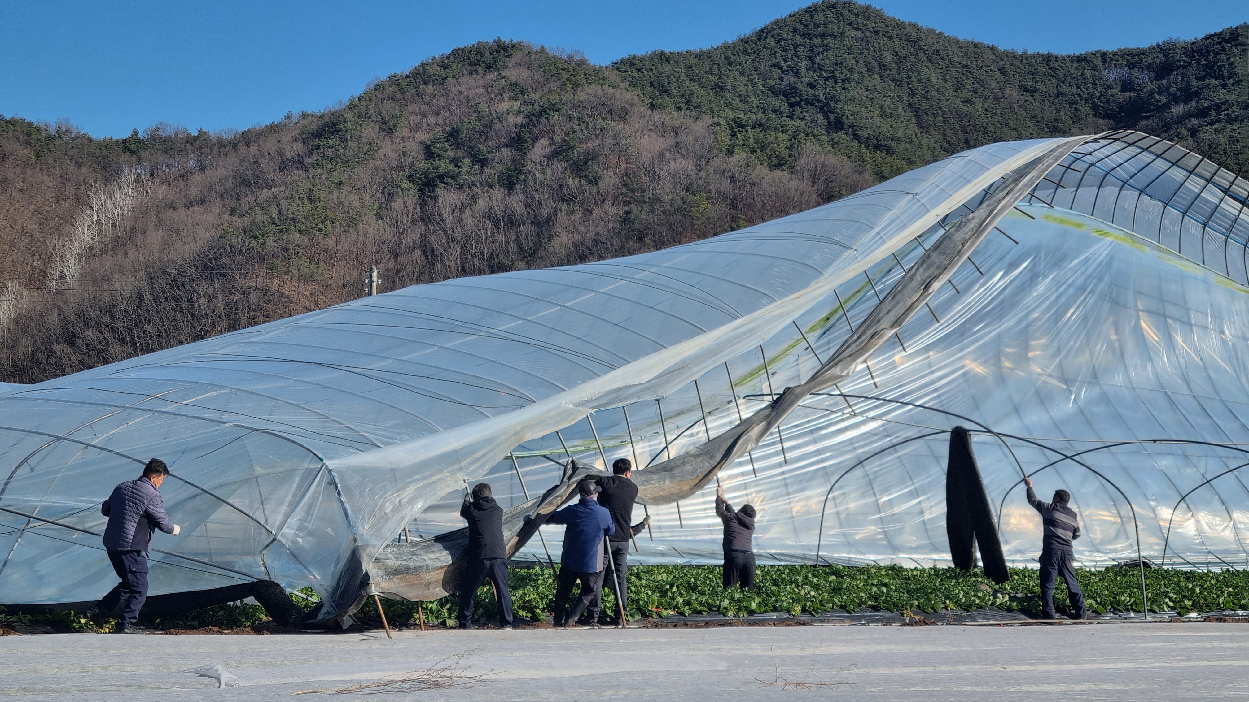 쌍림면, 추위와 맞서며 딸기 하우스 복구