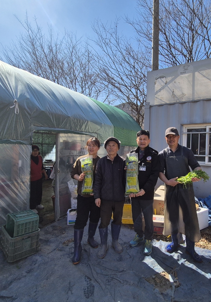 영천시 화북면, 보현산 별빛마을 정각미나리 출하 개시