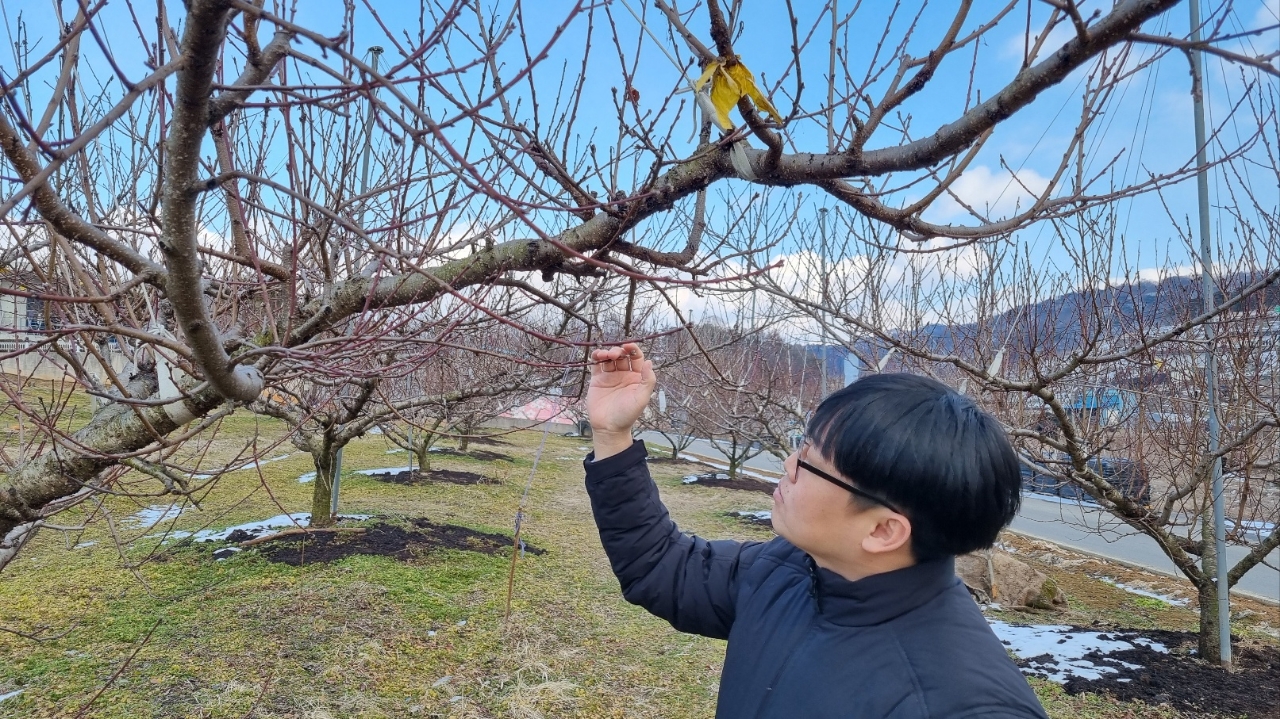 화순군, 과수 동계방제 병해충 예방의 첫걸음