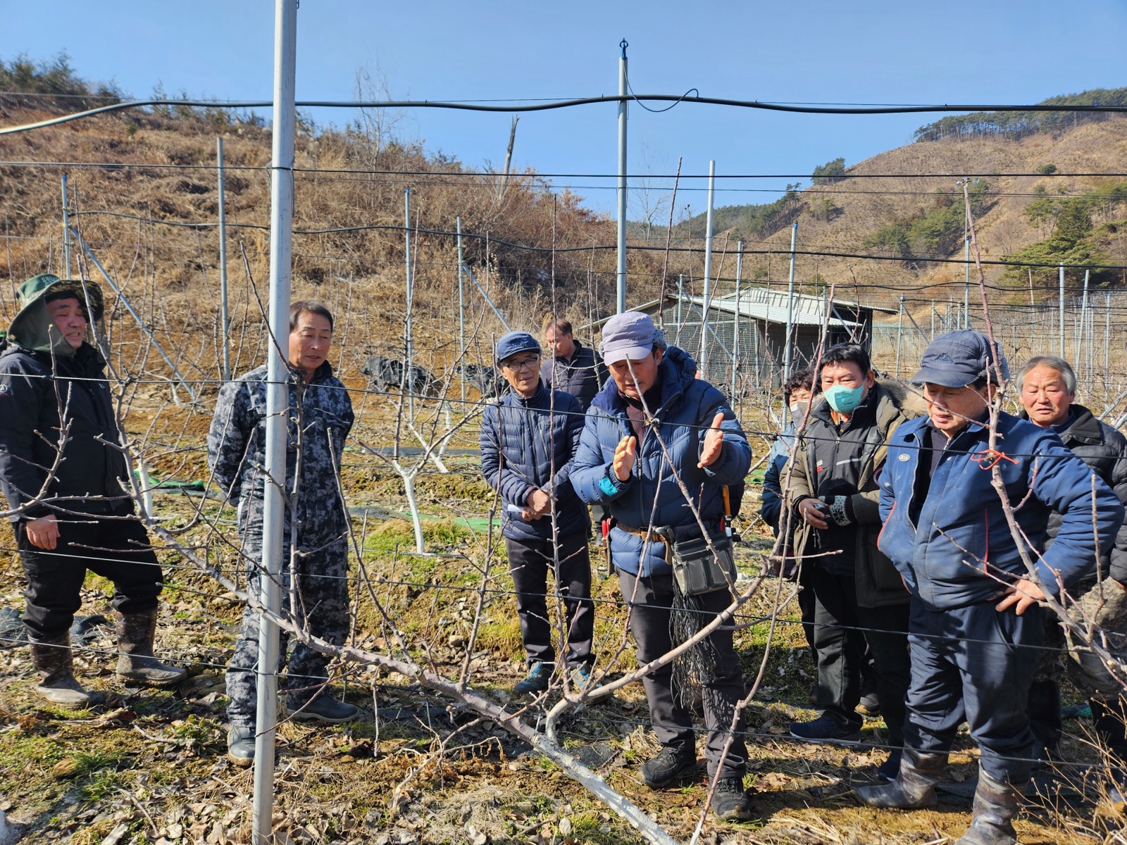 곡성군, 사과 다축 동계전정 현장 교육 추진