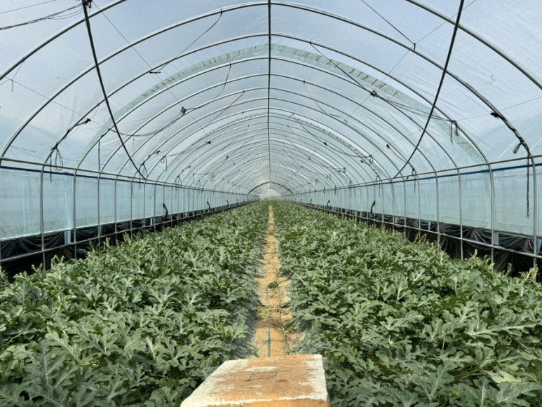 음성군, 고품질·고소득 수박농사의 시작