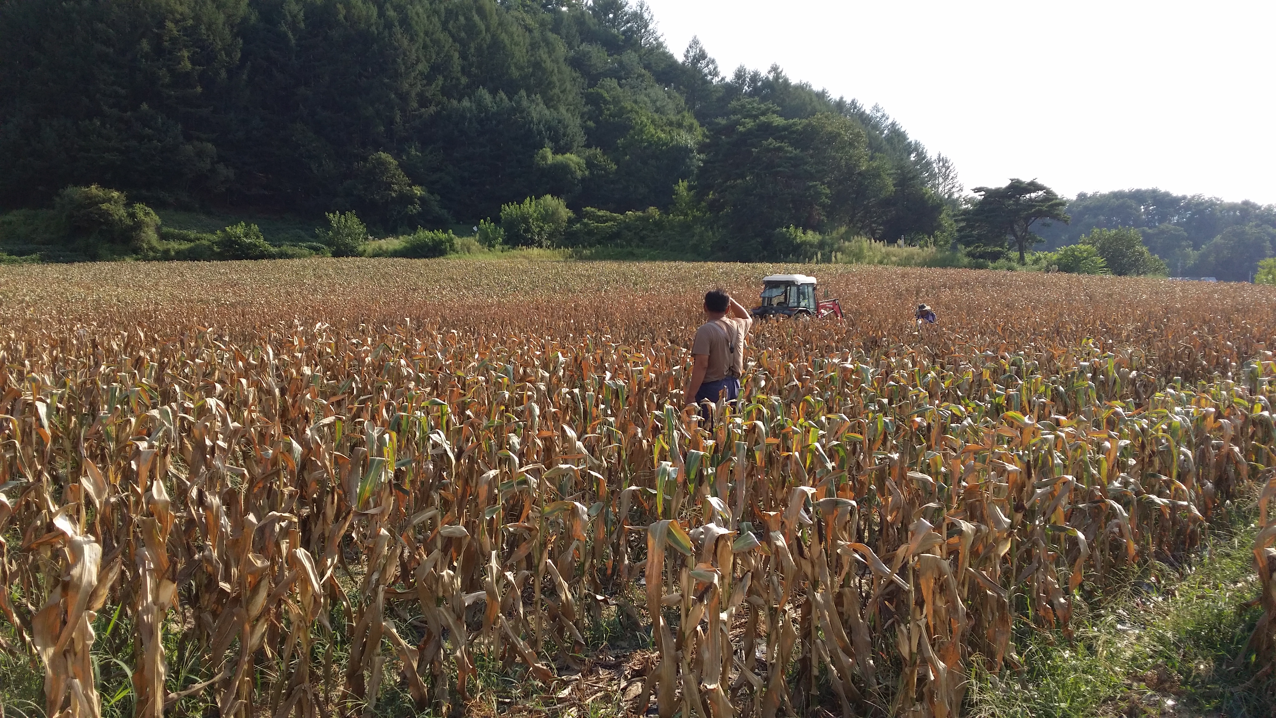 영월군, 전국 최대 규모 밭작물 채종단지 운영…47억 원 농가소득 창출