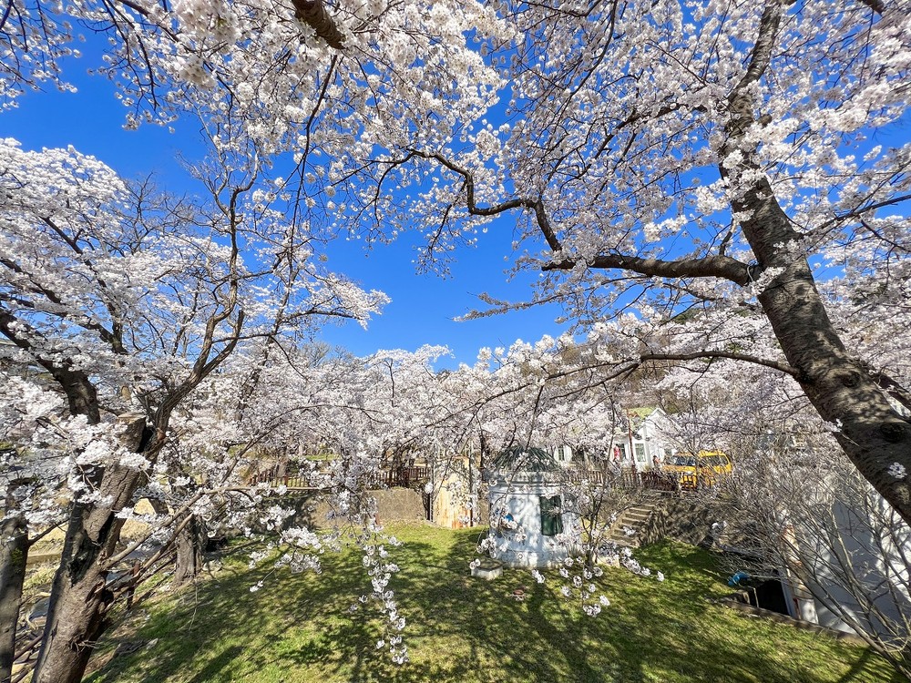 동해시에서 꽃길만 걷자, 벚꽃 명소 5선 소개