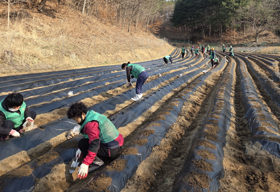 공주시 정안면 새마을회, ‘감자 심기 봉사활동’ 실시