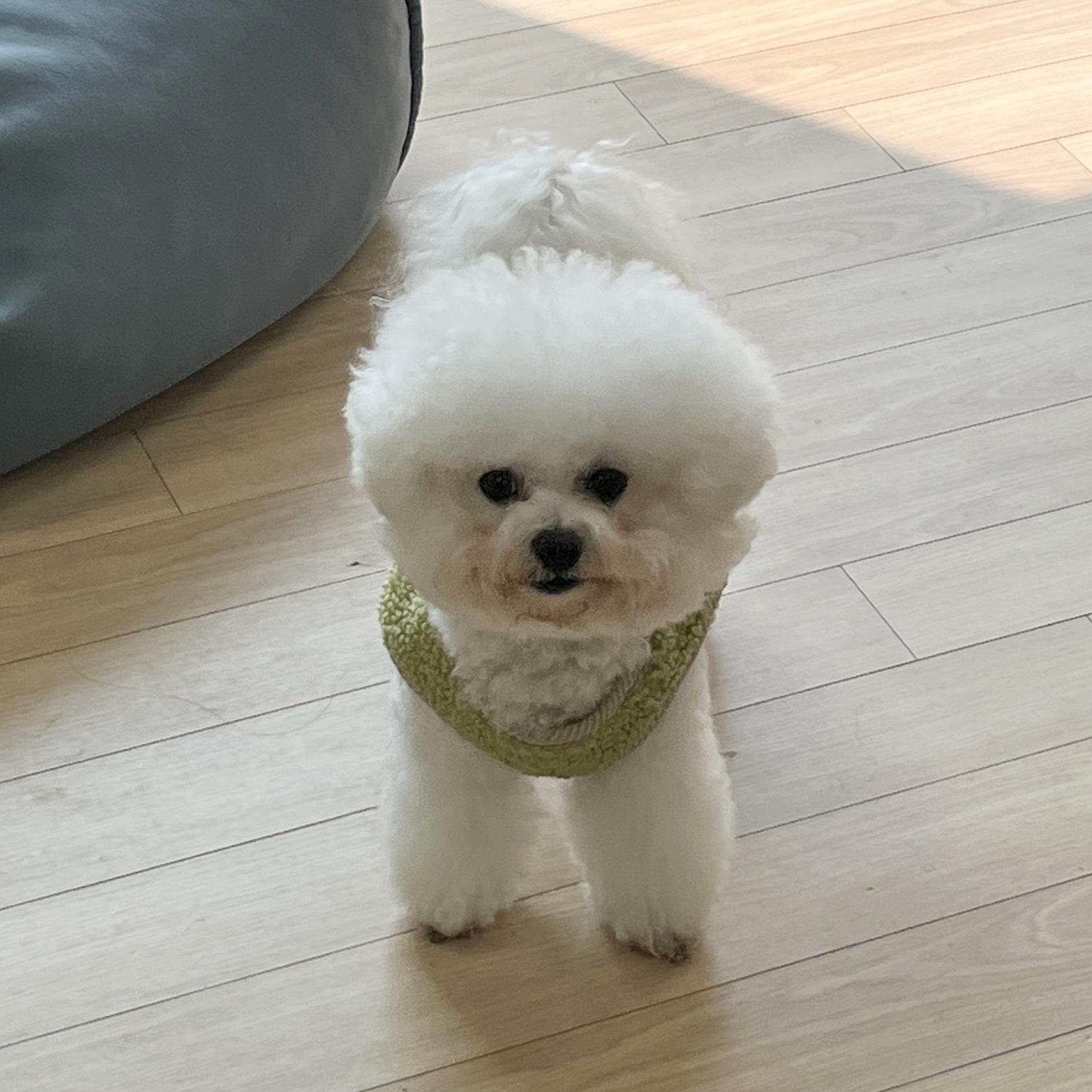 서대문구 홍제2동, 동물매개정서치유프로그램 시범 운영 ‘찾아가는 마음치유 프로젝트, 반려동물이 전하는 사랑’