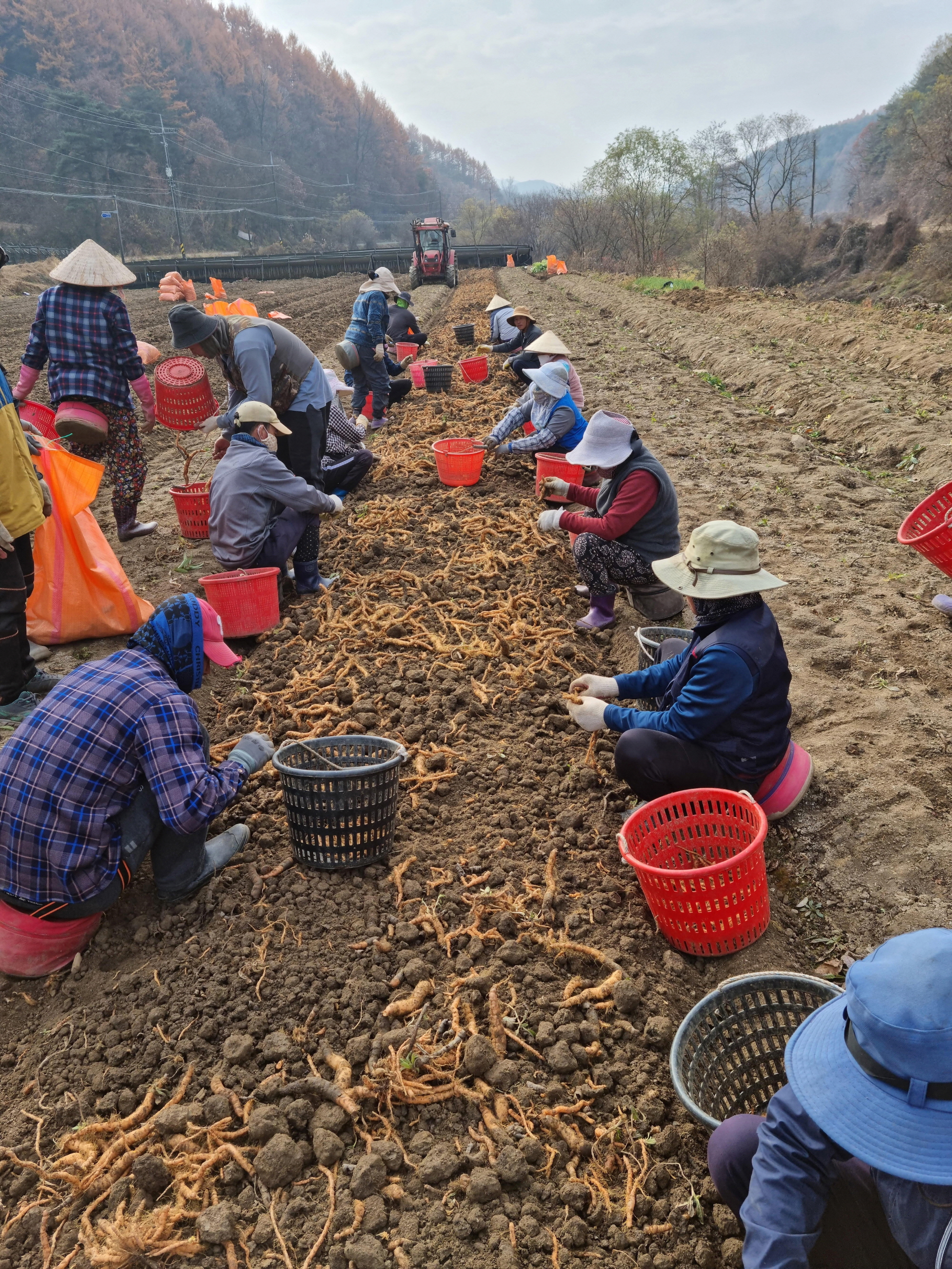 일손 걱정 없는 봉화군! 농촌 인력 수급 정책 성과 톡톡