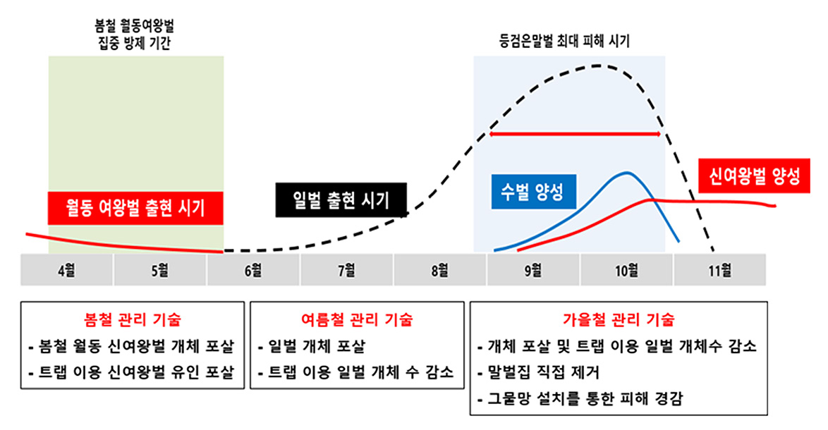 영광군, 꿀벌 천척‘등검은말벌’봄철 적기방제 당부