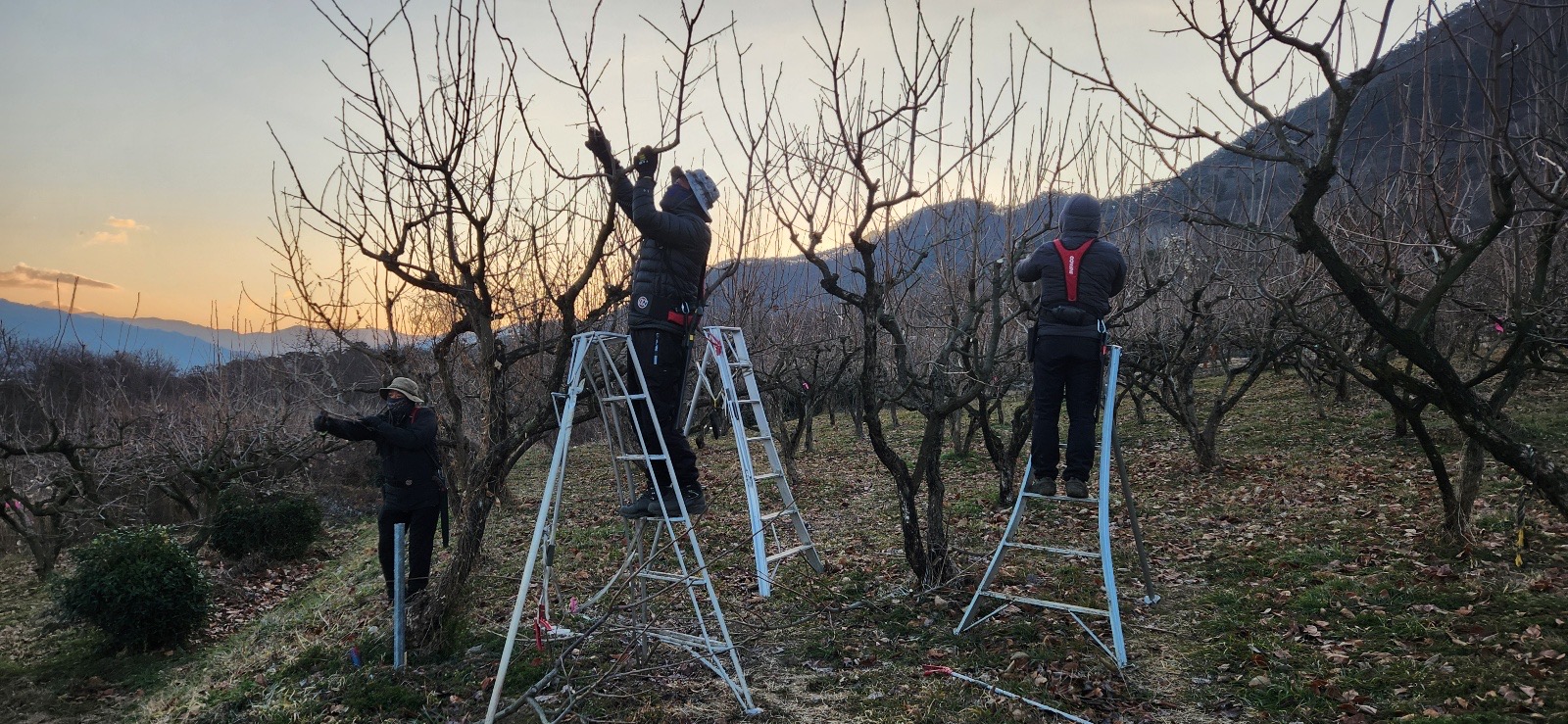 구례군, 고령 농업인 감 전정 지원 사업 성료