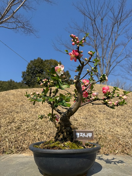 신안군, 봄의 선물 ‘명자나무 특별전’ 개최