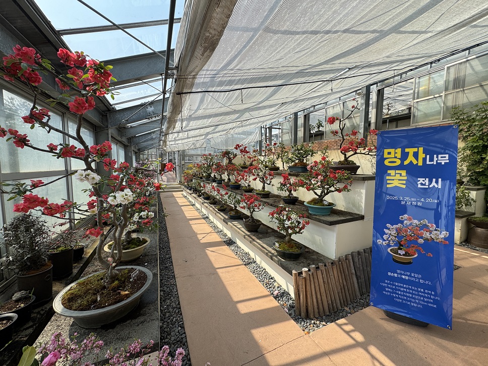 ‘명자나무 꽃길 따라, 1004섬에서 만나는 분재의 美’ - 감성 충전! 인생샷 명소, 명자분재와 함께하는 봄 여행 -