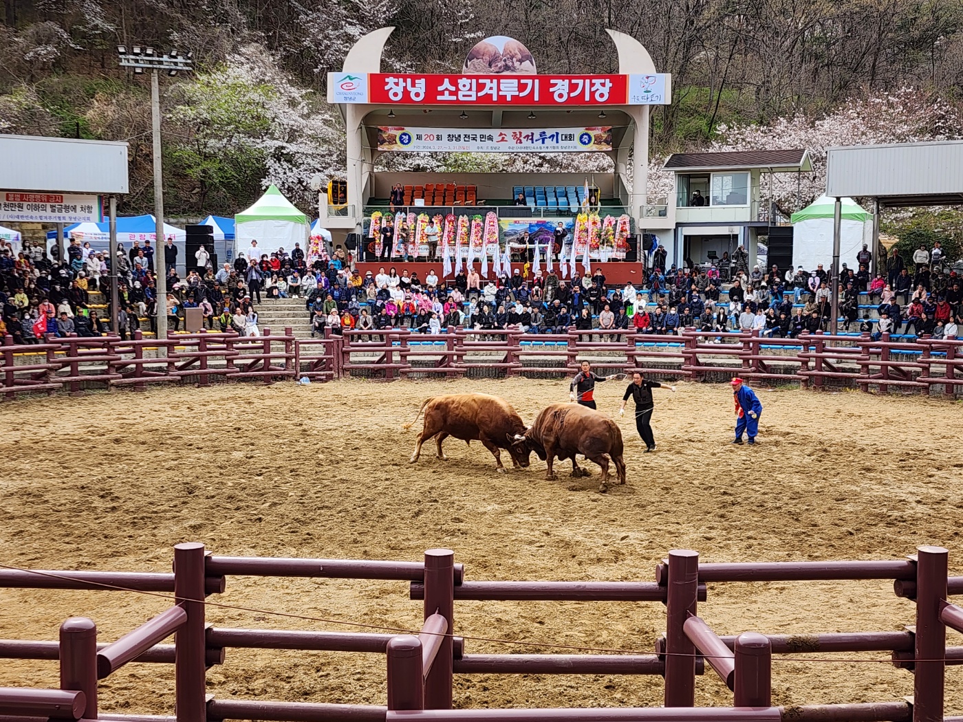 창녕군, 전국 민속소힘겨루기대회 3월 26일 개최