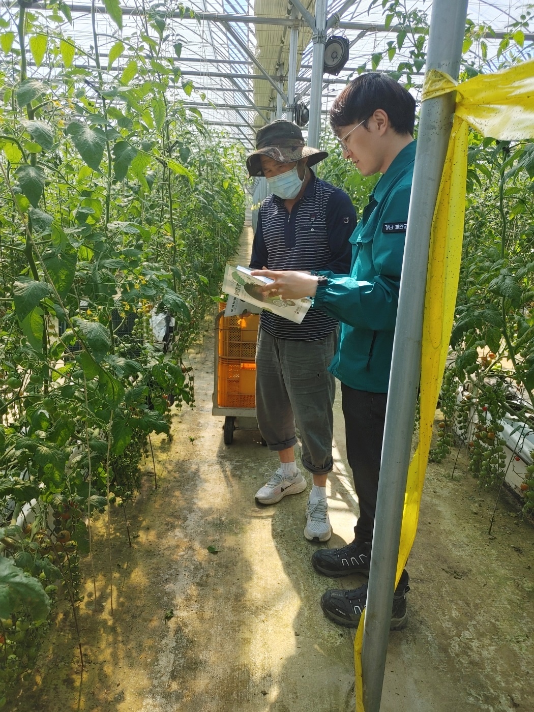 함안군, 토마토 재배농가 토마토뿔나방 집중 방제 지원