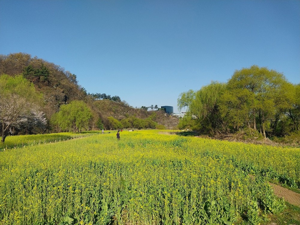 수성구 팔현생태공원, 레몬빛 유채꽃 만개...봄 정취 가득