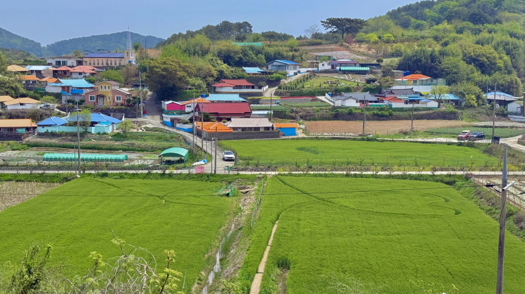 바다 위 푸른 청보리와 빨간 꽃들로 수놓은 통영 섬에서 인생샷 남겨요