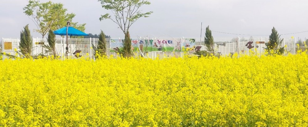 부안 계화면, 풍년기원제&유채경관 축제 성황리 개최