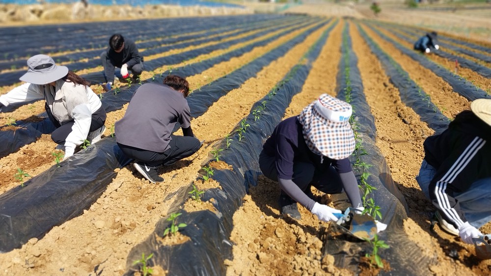 괴산군 공직자들, 농번기 맞아 일손 부족 농가에 힘 보태