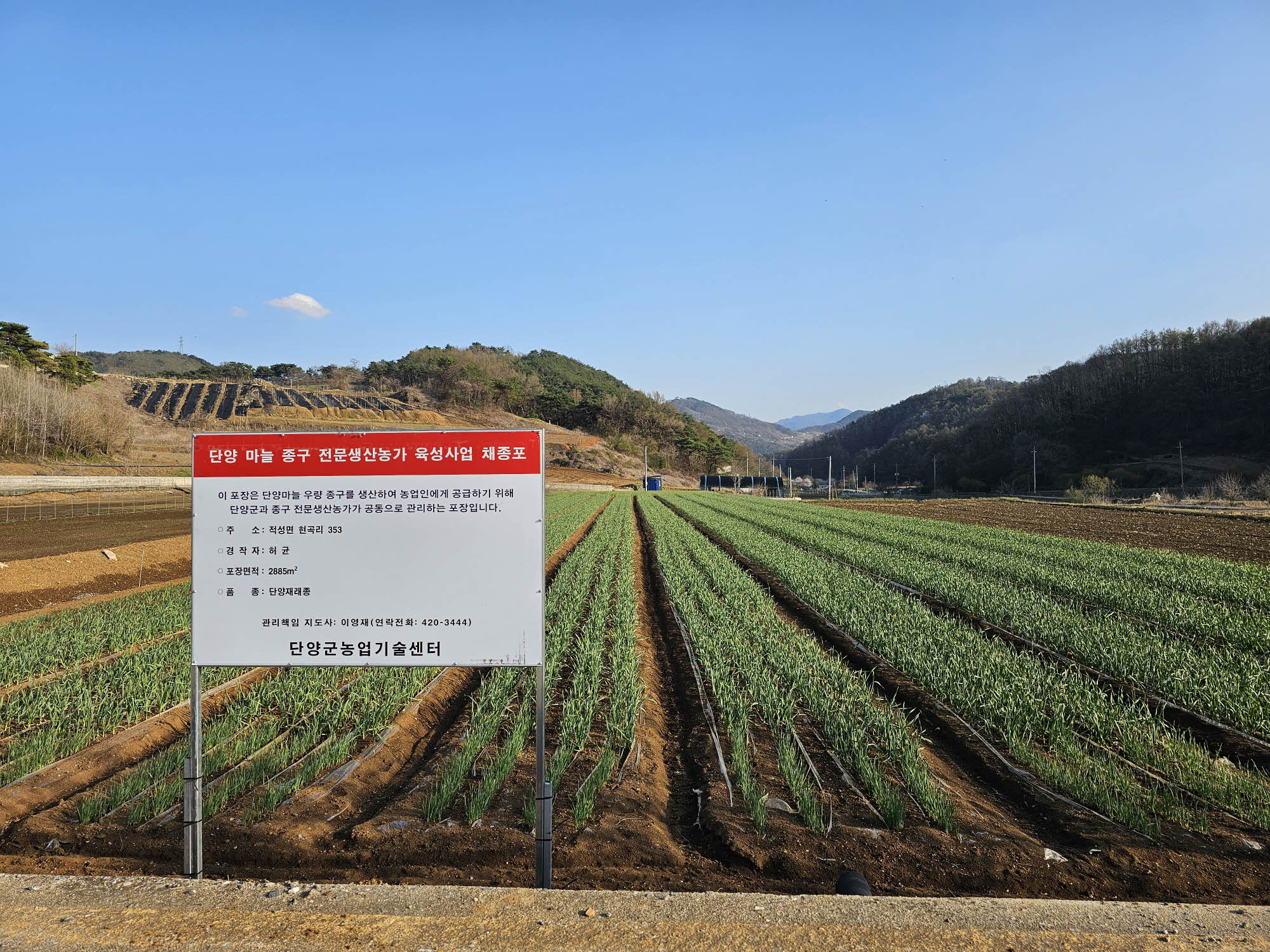 단양군, ‘단양 마늘 명품화’ 본격 시동