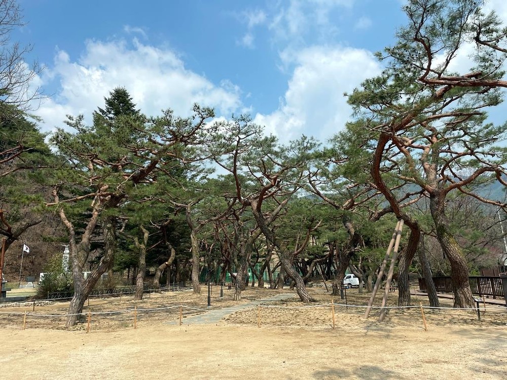 제천 의림지 솔밭공원 손님맞이 준비 한창