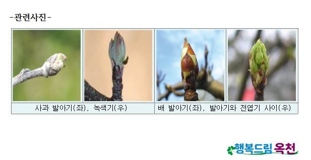 옥천군, 봄철 과수 냉해 예방을 위해 개화 전 영양제 살포 홍보