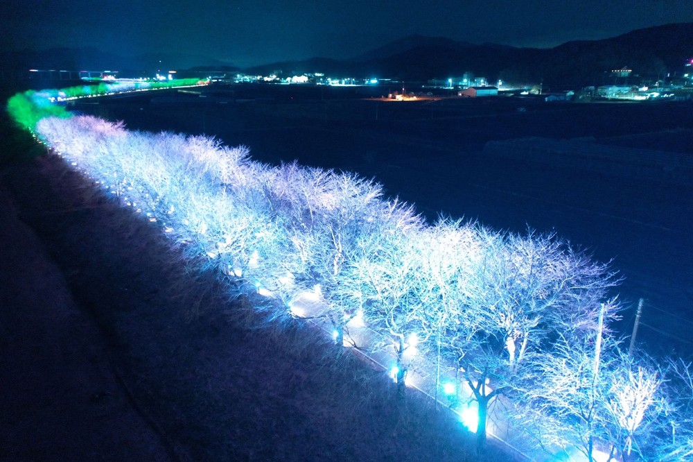 2025 보은 벚꽃길 축제 개막...낮과 다른 밤의 벚꽃길 매력 속으로