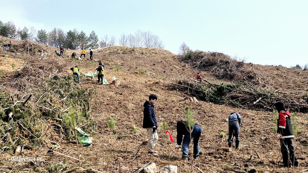 평창군, 제80회 식목일 기념 식목 행사 개최