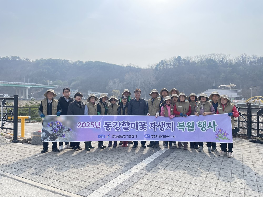 영월 동강할미꽃 자생지 복원 행사 개최