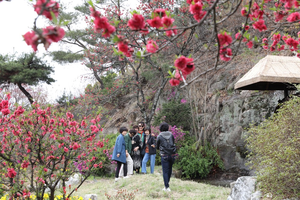 금산군, 봄꽃축제 지나친 오락‧유흥성 콘텐츠 자제