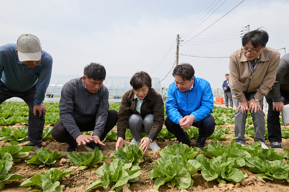 송미령 농림축산식품부 장관, 아산시 봄배추 재배 현장 방문